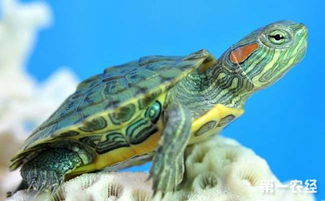巴西龟寿命多长 巴西龟可以活多久