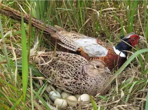 梦见将白色野鸡杀死了(梦见野鸡被自己打死)