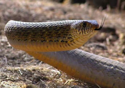 恩平市林业局放生一条3米长滑鼠蛇