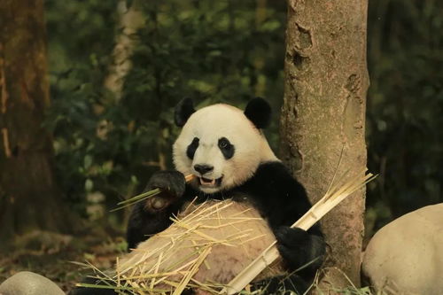 湖北人,我们想办法把熊猫给你们送来啦