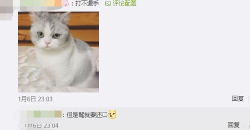 养一只脾气超好的猫是什么体验 第四条评论说的让人羡慕