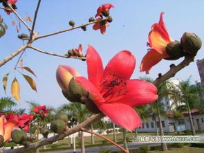 梅花 桂花 木棉花的样子和特点 