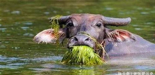 哪些类型的“老牛”喜欢吃嫩草(什么叫做老牛吃嫩草)