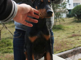 图 杜宾犬凶猛吗 杜宾犬成年多重 怎么训练杜宾犬 北京宠物狗 