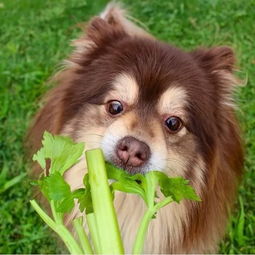 这10种蔬菜,喂狗狗时要特别注意