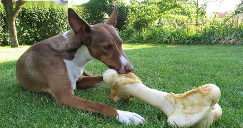 狗可以吃什么骨头 就是它了