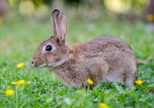 多瓦夫兔的性格特点如何,多瓦夫兔生活习性是怎么样的 饲养时需要注意哪些