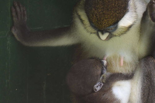 红尾长尾猴在深圳野生动物园喜添 二胎