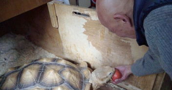 旅游点点点 日本旅游街上碰见庞然大物,仔细一看是老人的龟儿子
