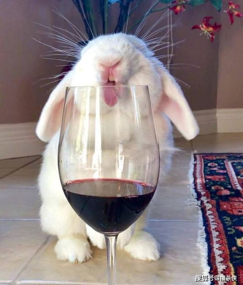 这只兔子喜欢喝各种饮料,舌头伸出来的样子萌萌的,会不会喝醉呢