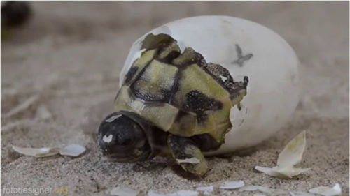 乌龟蛋经过自然孵化期后,小乌龟自己破壳而出,生命真的太神奇了 