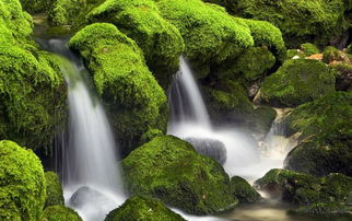 关于绿和瀑布的诗句有哪些