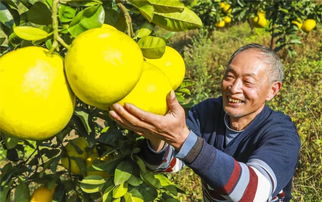 全国三大名柚首次在梁平聚首,吃货抓紧机会尝鲜啦