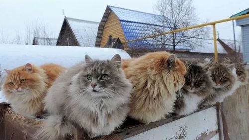 世界上只有两种猫,俄罗斯的猫,和其他猫