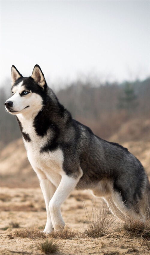 阿拉斯加雪橇犬简介,阿拉斯加雪橇犬和哈士奇的对比