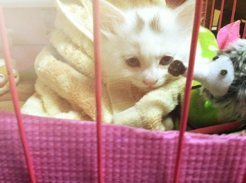 上海松江区 蓝眼睛白色小猫求领养 