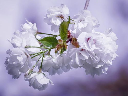 春游中,哪朵花让你感到开心 2月,你能遇见怎样的桃花缘分