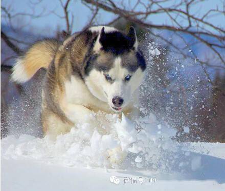 哈士奇究竟是怎样的一种神犬,笑Cry了