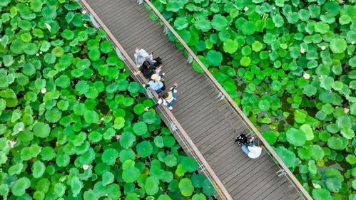 荷花高级词语解释图片大全,莲叶满池意思是什么？