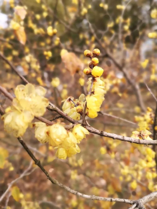 迎新春腊梅花盛开