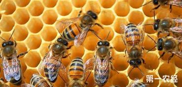 蜜蜂的养殖技术以及管理方法