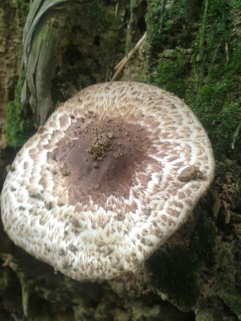 这是什么蘑菇,茹伞下是黑色的,能吃吗 