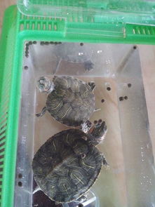 养了两只乌龟,有的人说不是乌龟是王八,几天没吃饲料了,会不会死 