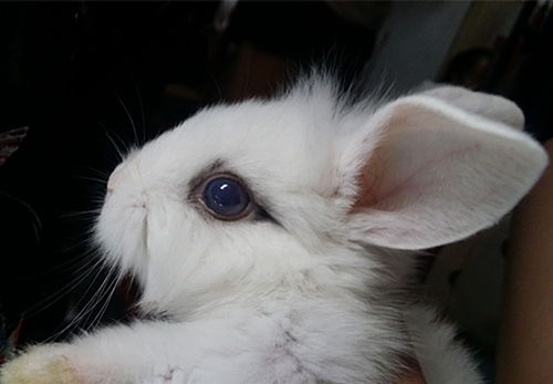养兔知识 兔子的眼睛突然睁不开,兔子有一只眼睛睁不开怎么办