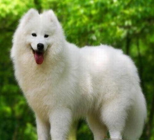 地球上10大最贵的狗,秋田第六,藏獒第三,第一无价