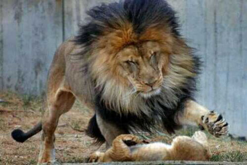 雄狮子正在教训小狮子,看到背后走来的它,吓得瞬间态度大转变