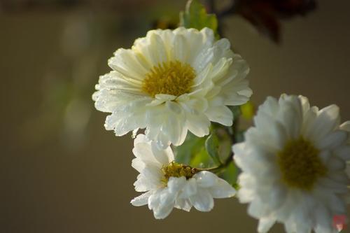 白菊花代表什么 