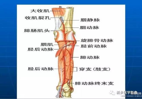 下肢动脉解剖 