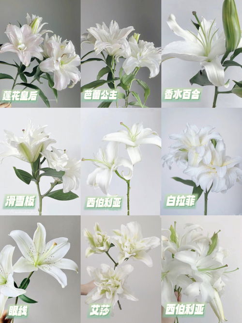百合花品种,白色百合花哪个品种好