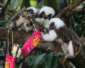 新加坡的动物朋友们猴年进宝贺新岁