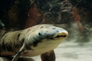 世界最长寿鱼离世 以90余岁高龄被称 老爷爷 