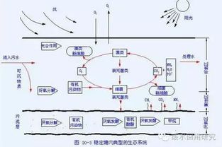 稳定塘处理技术研究