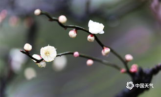 武汉寒梅雨中俏