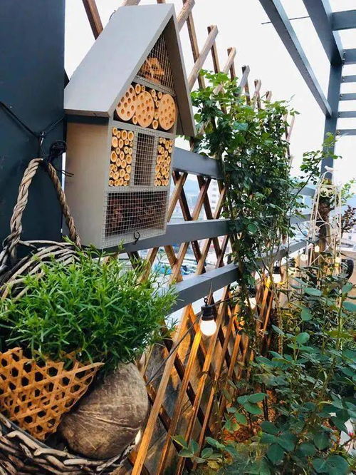 阳台改成小花园,装个木网格架种爬藤,整个格调都不一样了