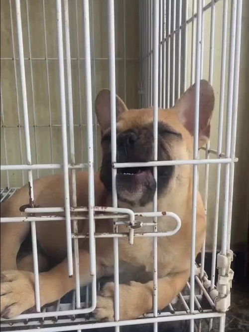 家里新养了一只宠物狗,把它关进了笼子里,它却一直在咬笼子,是想要出来吗 