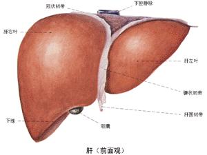 肝脏功能不好的症状 肝脏不好有哪些表现症状