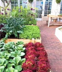 蔬菜花园 想着在院子里种菜的业主有福了,全网最全蔬菜花园 