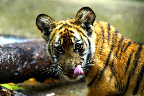 野性魅力的生肖是什麼動物 野性的生肖有哪些