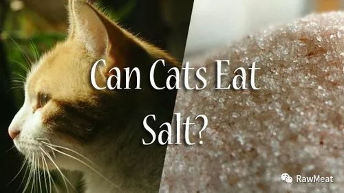猫多吃点盐,也许并没有什么问题 