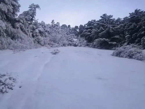 雪的故事 盼雪