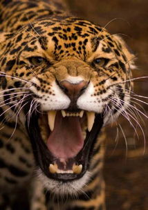 9种南美洲美丽猫科动物 昂贵皮毛致疯狂捕杀 