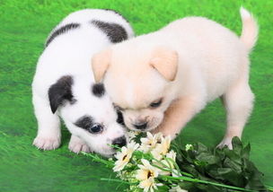 梦见一只小白狗是什么意思梦到一只小白狗好不好(梦见一只小小的白狗)