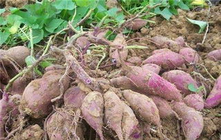 紫薯发芽了怎么栽种紫薯发芽了怎么种盆栽,紫薯发芽了怎么栽种紫薯发芽了怎么种盆栽