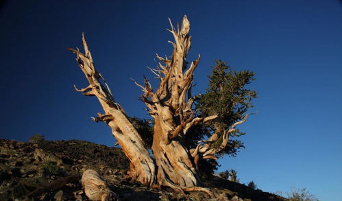 世界最长寿的千年树 在最严酷的环境中顽强生存了50个世纪