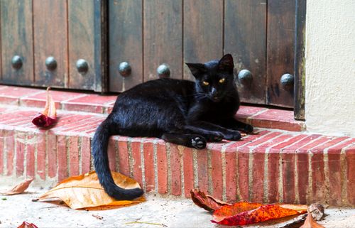 告诉你一个秘密 养猫,最好养 黑猫