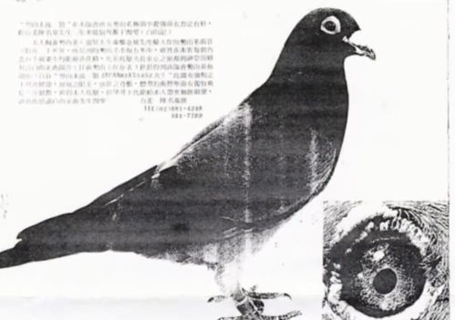 日本势山系信鸽图片 搜狗图片搜索